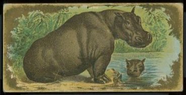N216 Hippopotamus.jpg